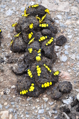Cyllopoda jatropharia