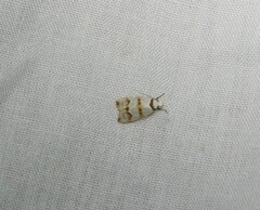 Chezala brachypepla