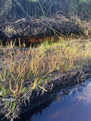 Drosera binata