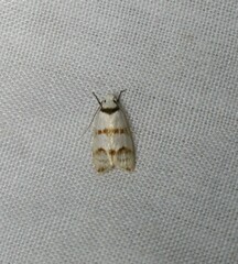 Chezala brachypepla