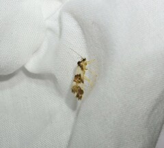 Philenora aspectalella