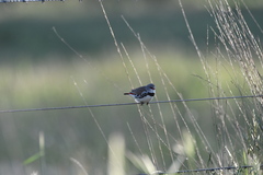 Stagonopleura guttata