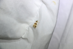 Philenora aspectalella