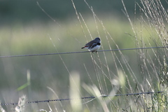 Stagonopleura guttata