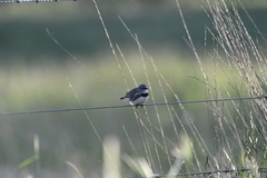 Stagonopleura guttata