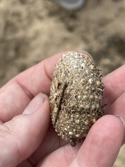 Heliocidaris erythrogramma