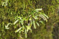 Notogrammitis billardierei