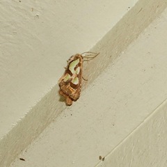 Cosmodes elegans
