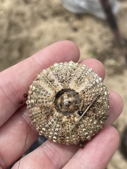 Heliocidaris erythrogramma