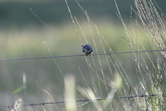 Stagonopleura guttata