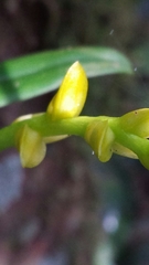 Bulbophyllum auriflorum image