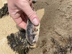 Tetractenos glaber
