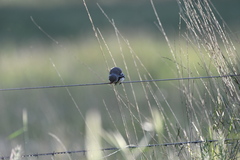 Stagonopleura guttata