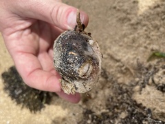 Tetractenos glaber