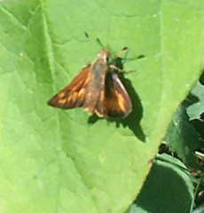 Hesperia comma