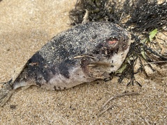 Tetractenos glaber