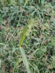 Panicum bisulcatum
