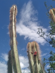 Lophocereus schottii