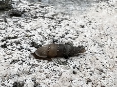 Papillifera papillaris