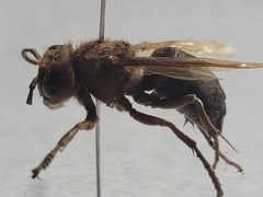 Vespa dybowskii