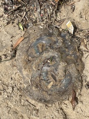 Catostylus mosaicus