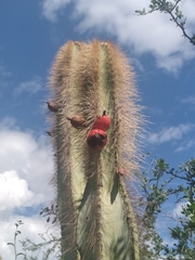 Lophocereus schottii