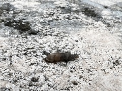 Papillifera papillaris