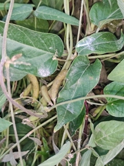 Glycine max soja