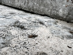 Papillifera papillaris