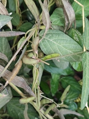 Glycine max soja