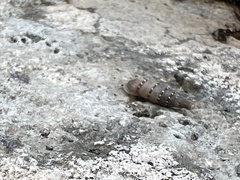 Papillifera papillaris