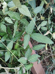 Glycine max soja