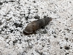 Papillifera papillaris