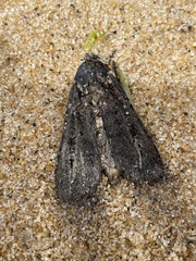 Agrotis infusa
