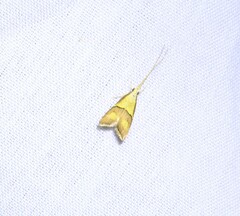 Crocanthes prasinopis