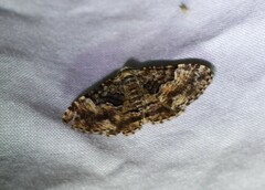 Aporoctena scierodes