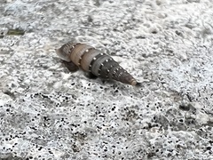 Papillifera papillaris