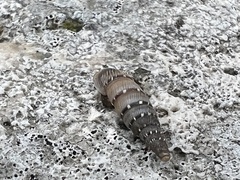 Papillifera papillaris