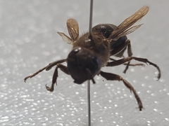 Vespa dybowskii