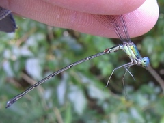 Lestes temporalis