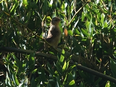 Prinia inornata
