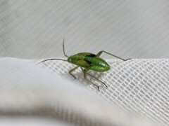 Closterotomus norwegicus