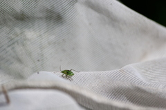 Closterotomus norwegicus