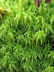 Sphagnum girgensohnii