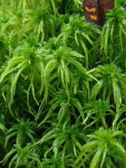 Sphagnum girgensohnii
