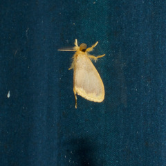Euproctis fimbriata