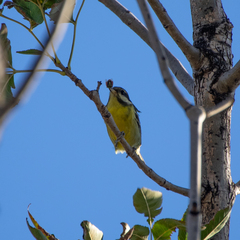 Periparus venustulus
