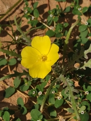 Eulobus sceptrostigma