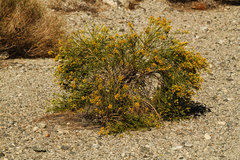 Lepidospartum squamatum