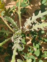 Eulobus sceptrostigma